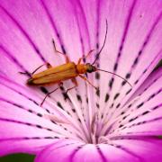 Oedemera podagrariae (Linnaeus, 1767) - Oedémère ochracée (femelle)