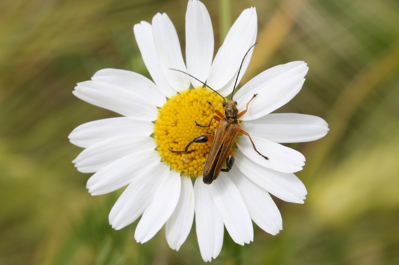 Oedemera podagrariae (Linnaeus, 1767) - Oedémère ochracée (mâle)