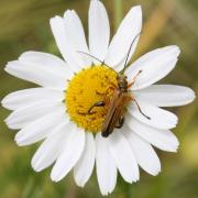 Oedemera podagrariae (Linnaeus, 1767) - Oedémère ochracée (mâle)
