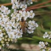 Oedemera podagrariae (Linnaeus, 1767) - Oedémère ochracée (mâle)