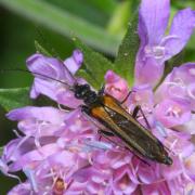 Oedemera pthysica (Scopoli, 1763) (femelle)