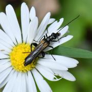 Oedemera pthysica (Scopoli, 1763) (mâle)