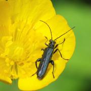 Oedemera tristis W.L.E. Schmidt, 1846 (mâle)