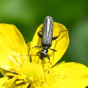 Oedemera tristis W.L.E. Schmidt, 1846 (mâle)