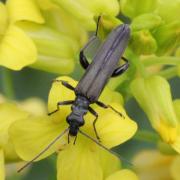 Oedemera virescens (Linnaeus, 1767) - Oedémère verte (mâle)