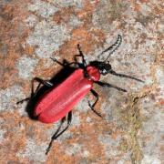 Pyrochroa coccinea (Linnaeus, 1760) - Cardinal, Pyrochore écarlate (femelle)