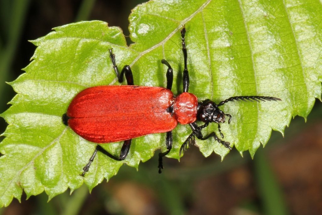 Pyrochroa coccinea (Linnaeus, 1760) - Cardinal, Pyrochore écarlate (mâle)