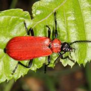 Pyrochroa coccinea (Linnaeus, 1760) - Cardinal, Pyrochore écarlate (mâle)