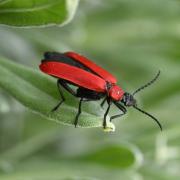 Pyrochroa coccinea (Linnaeus, 1760) - Cardinal, Pyrochore écarlate (femelle)