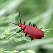 Pyrochroa serraticornis (Scopoli, 1763) - Cardinal à tête rouge (femelle)