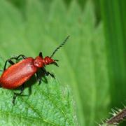 Pyrochroa serraticornis (Scopoli, 1763) - Cardinal à tête rouge (mâle)
