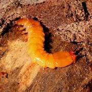 Pyrochroa sp (larve)