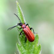 Schizotus pectinicornis (Linnaeus, 1758) (mâle)