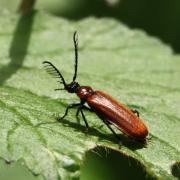Schizotus pectinicornis (Linnaeus, 1758) (mâle)
