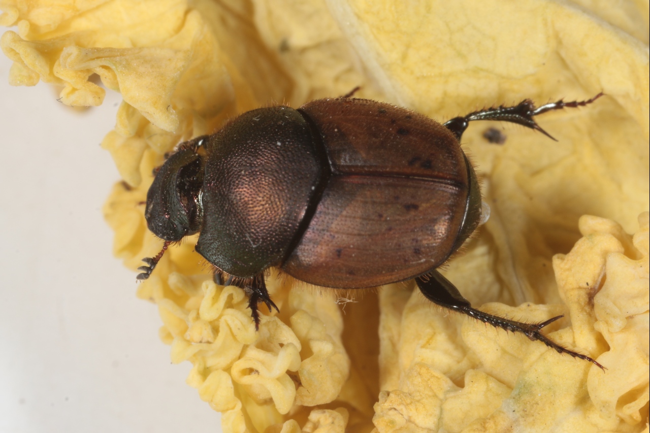 Onthophagus coenobita (Herbst, 1783) (mâle)