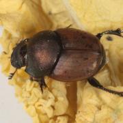 Onthophagus coenobita (Herbst, 1783) (mâle)