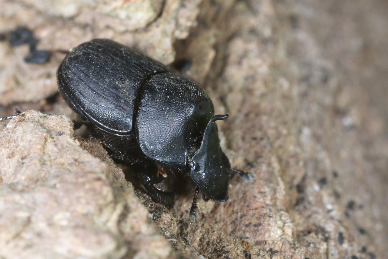 Onthophagus verticicornis (Laicharting, 1781) (mâle)
