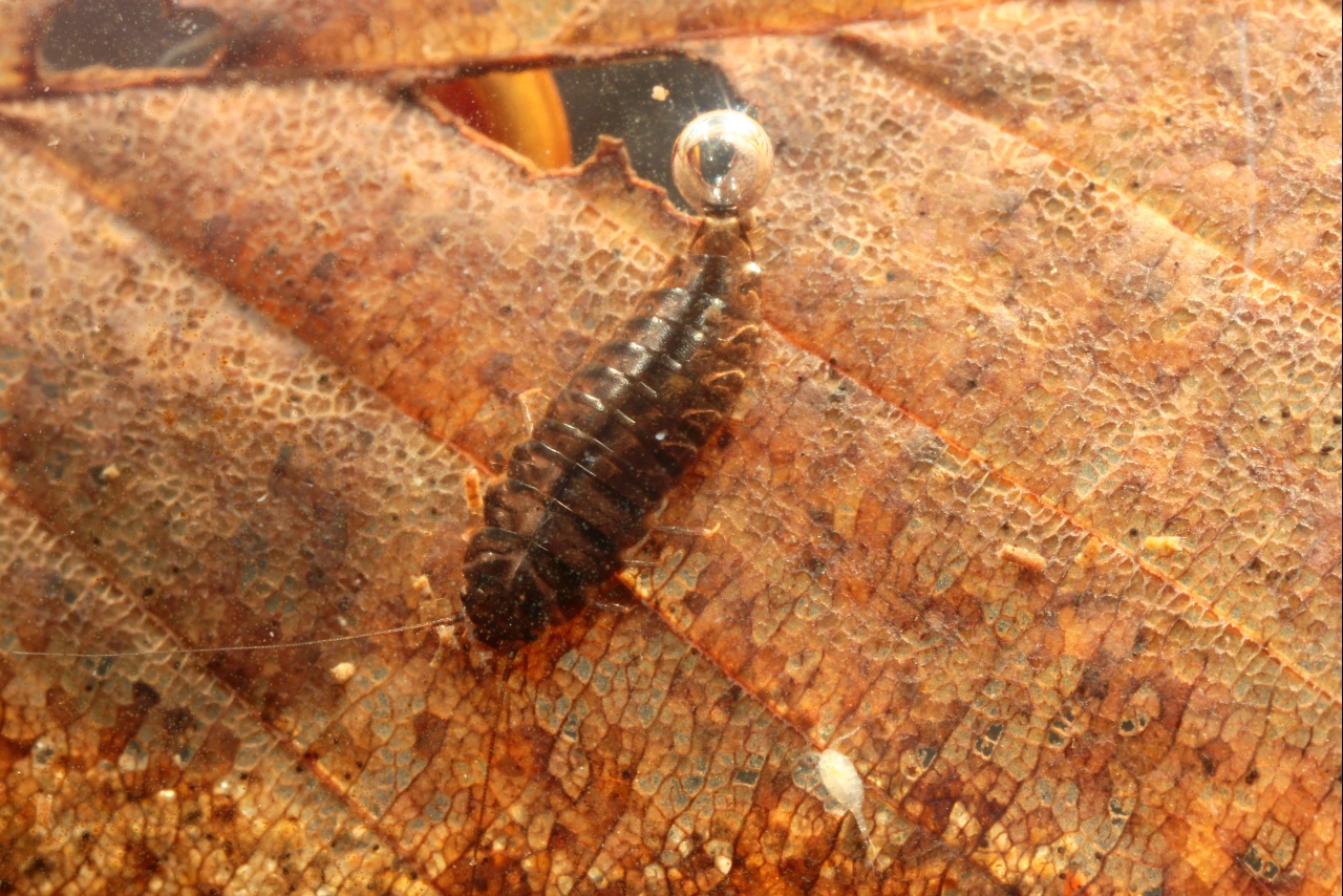 Microcara testacea (Linnaeus, 1767) (larve)