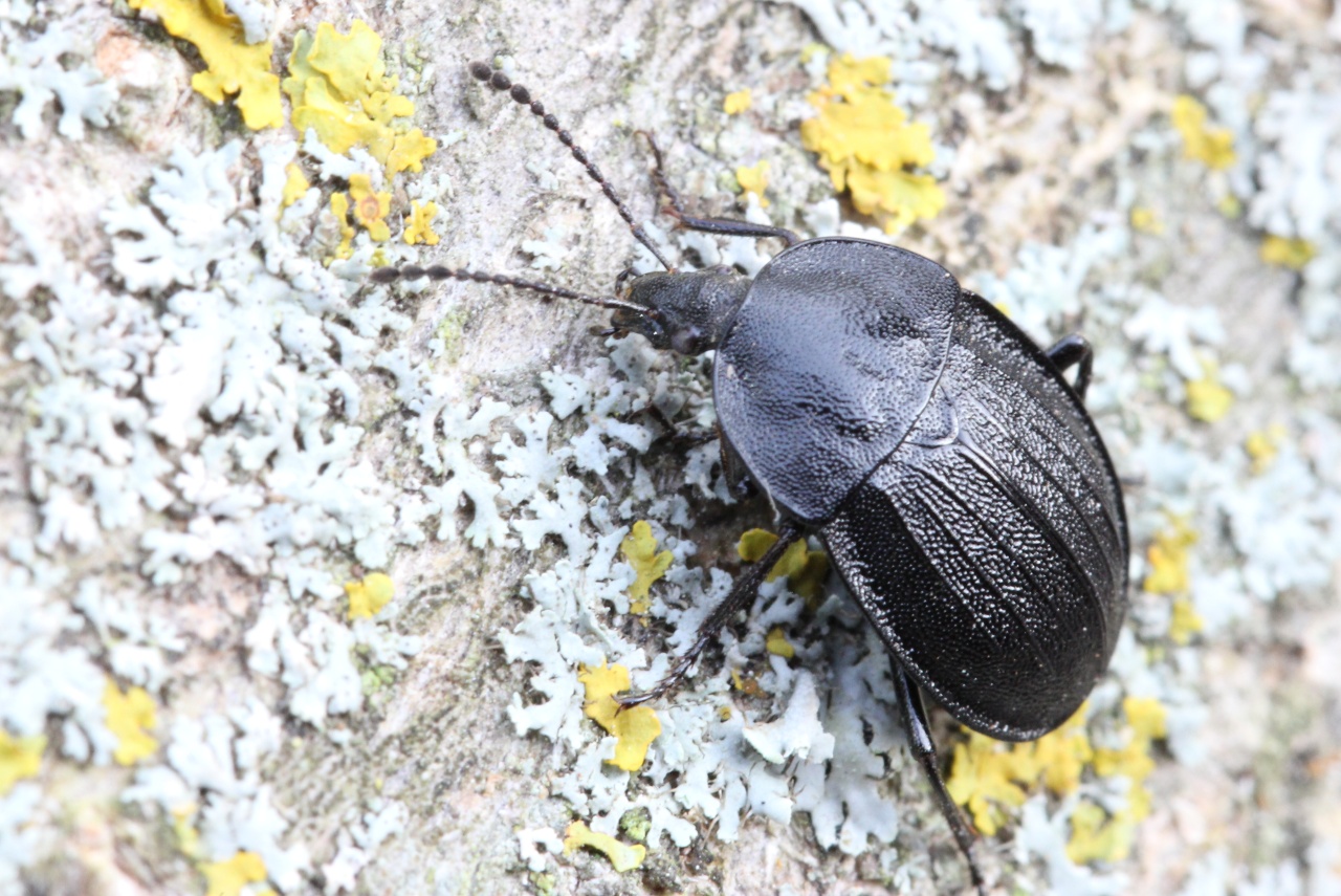 Phosphuga atrata (Linnaeus, 1758) - Petit Silphe noir