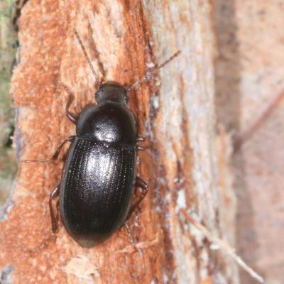 Nalassus laevioctostriatus (Goeze, 1777) (femelle)