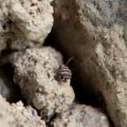 Fasciosminthurus quinquefasciatus (Krausbauer, 1898)