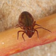 Dicyrtoma fusca (Lubbock, 1873)