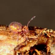 Dicyrtoma fusca forme signata (Lubbock, 1873)