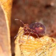 Dicyrtoma fusca (Lubbock, 1873)