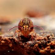 Dicyrtomina ornata (Nicolet, 1842) 