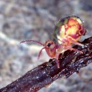 Dicyrtomina ornata (Nicolet, 1842) 