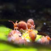 Stenacidia violacea (Reuter, 1881) - Collembole d'eau