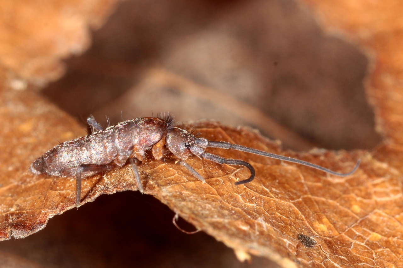 Pogonognathellus longicornis (Müller, 1776)