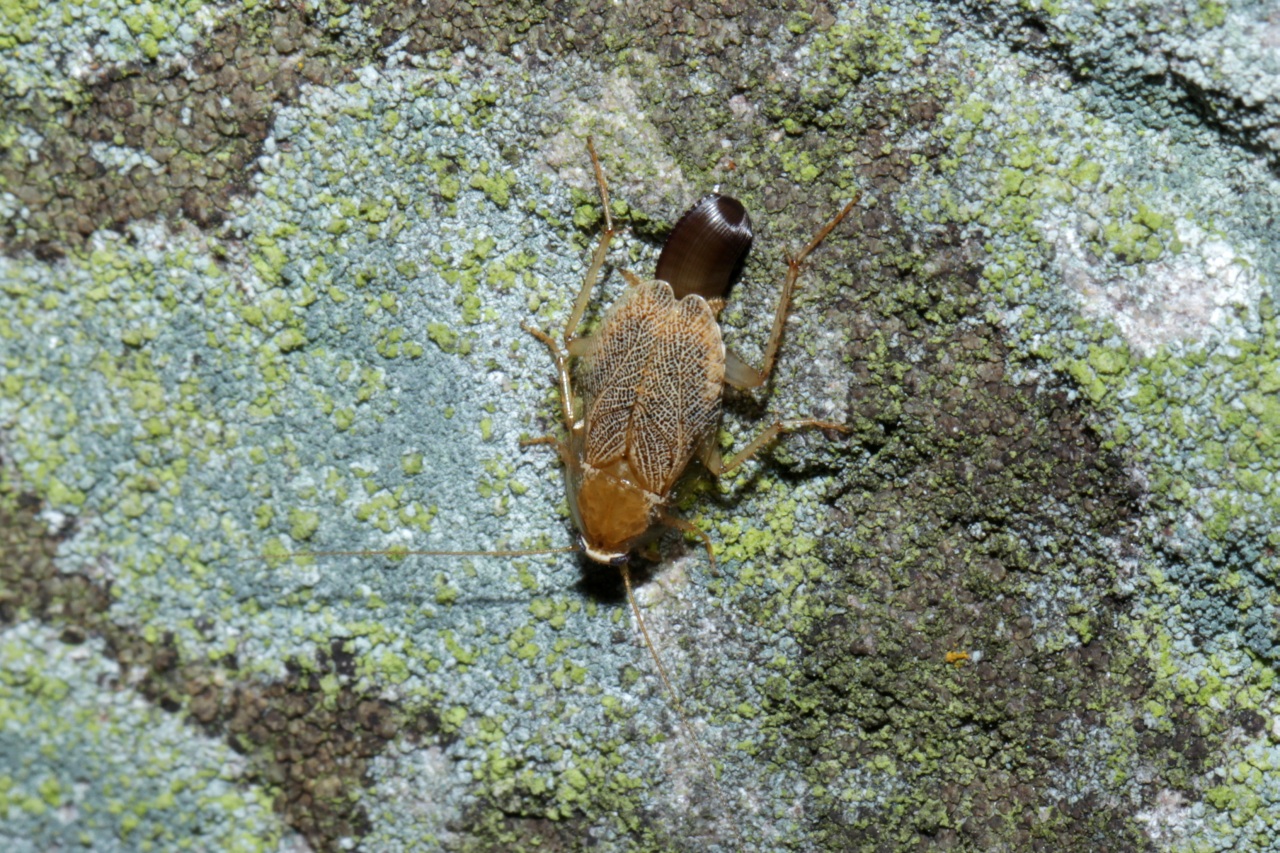 Ectobius vinzi Maurel, 2012 (femelle et oothèque)