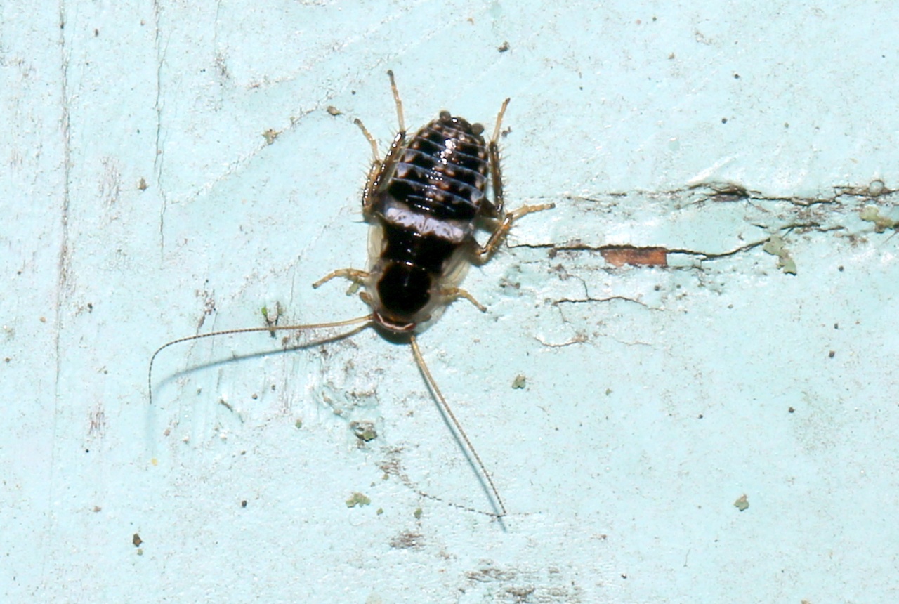 Planuncus vinzi (Maurel, 2012) (larve)