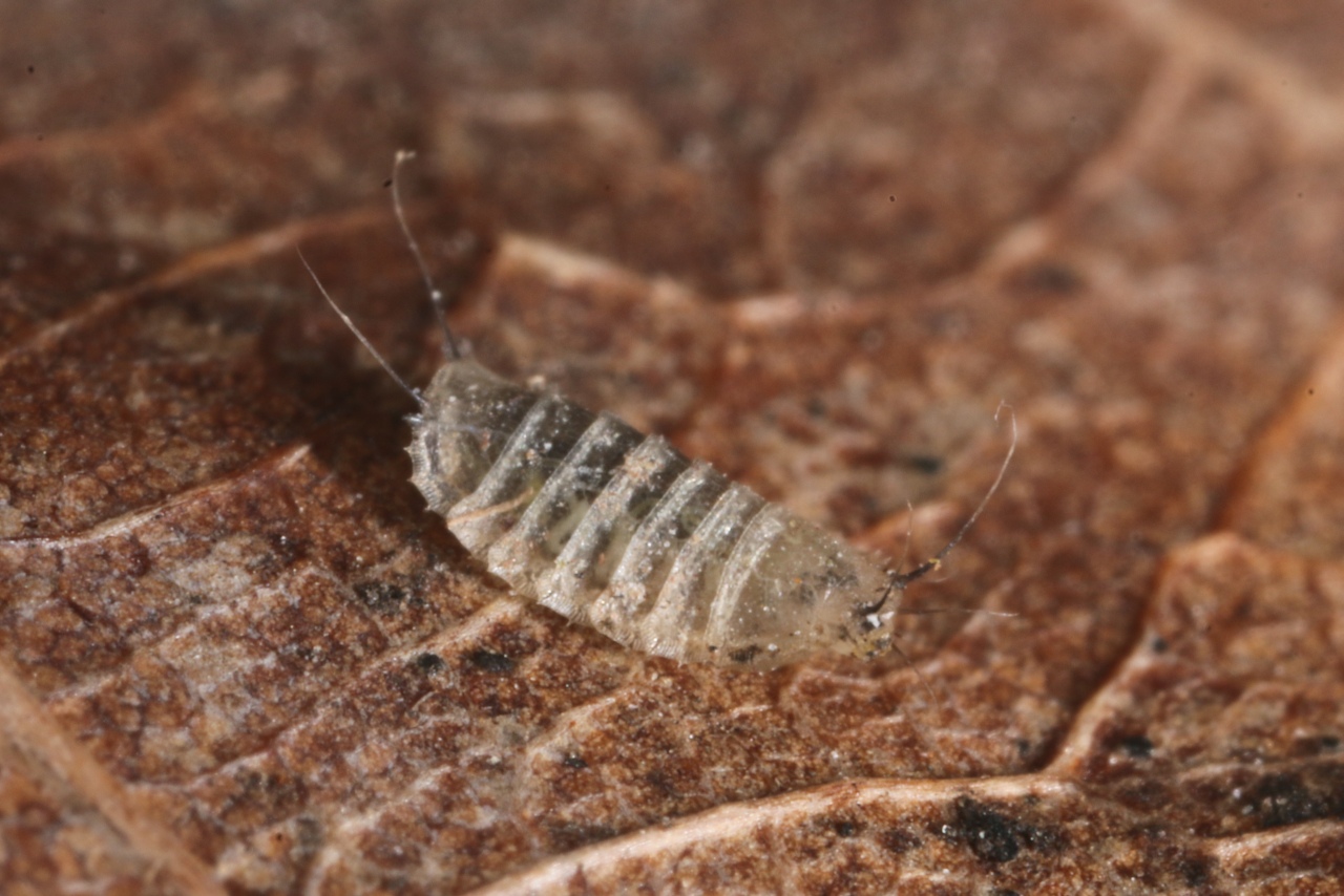 Lonchopteridae (larve)