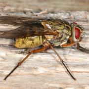 Phaonia valida (Harris, 1780) 