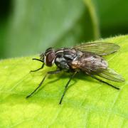 Stomoxys calcitrans (Linnaeus, 1758) - Mouche charbonneuse, Mouche-boeuf