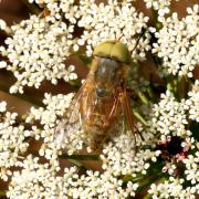 Atylotus fulvus (Meigen, 1804) (mâle)