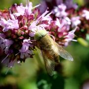 Atylotus rusticus (Linnaeus, 1760) (mâle)