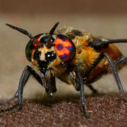 Chrysops caecutiens (Linnaeus, 1758) - Petit Taon aveuglant (femelle)