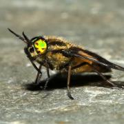Chrysops italicus Meigen, 1804 