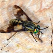 Chrysops relictus Meigen, 1820 (femelle)