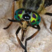 Chrysops relictus Meigen, 1820 (femelle)