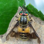 Chrysops viduatus (Fabricius, 1794) (femelle)