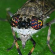 Haematopota pluvialis (Linnaeus, 1758) - Taon des pluies, Petit Taon commun (femelle)