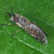 Haematopota pluvialis (Linnaeus, 1758) - Taon des pluies, Petit Taon commun (femelle)