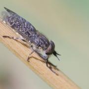 Haematopota pluvialis (Linnaeus, 1758) - Taon des pluies, Petit Taon commun (mâle)