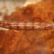 Larve de Tabanidae
