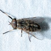 Tabanus bromius Linnaeus, 1758 - Taon des bromes, Taon gris à jambes fauves (femelle)
