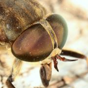 Tabanus sudeticus Zeller, 1842 - Taon des Sudètes